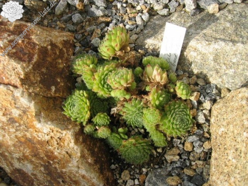 ciliosum (bandericum)