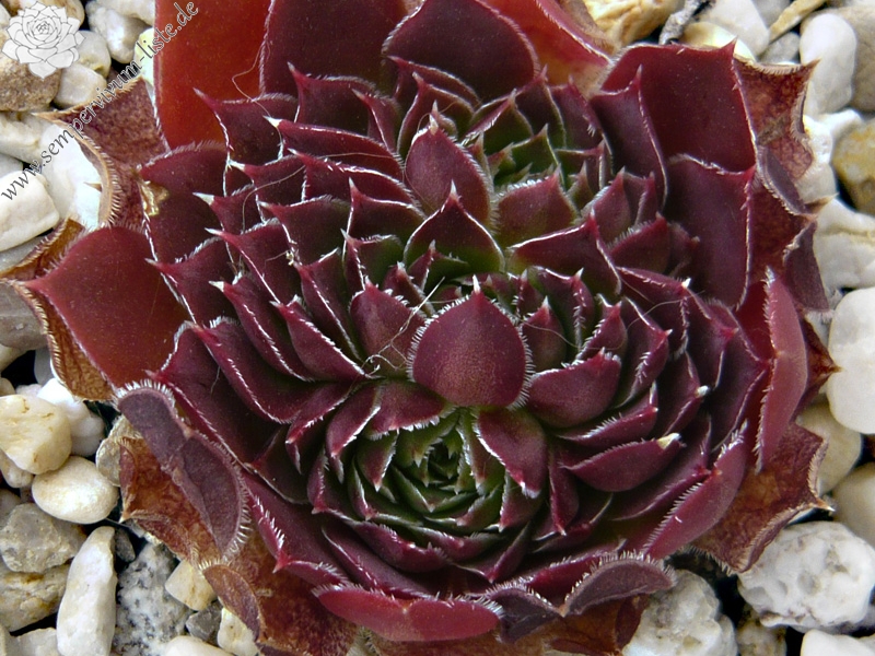 heuffelii from Rujen