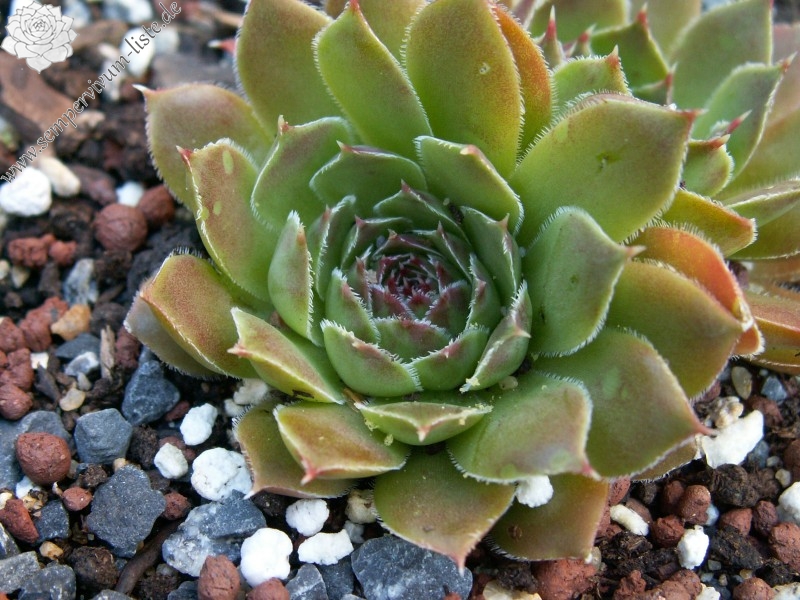 heuffelii from Rujen