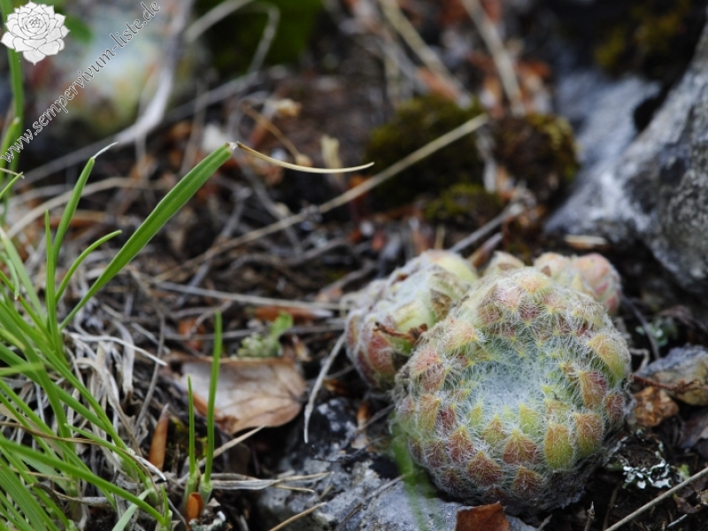 ciliosum from Lipova Livada, ü. d. Straße