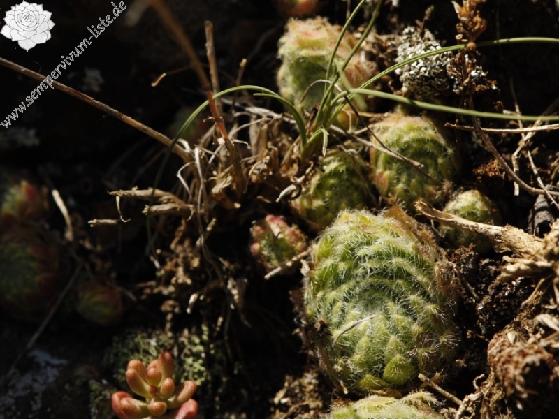 ciliosum from Rila, O, Krasto