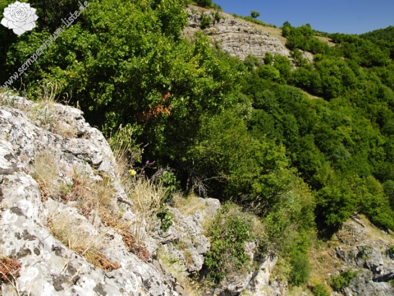 heuffelii from Garvanec