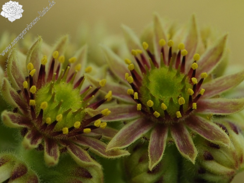 ciliosum x S. marmoreum from Lipova Livada (ü. d. Straße)