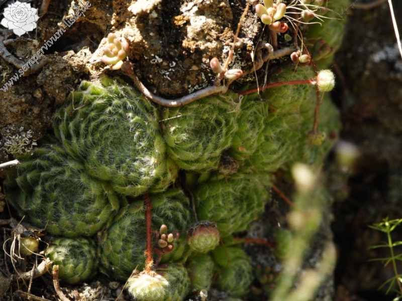 ciliosum from Rila, O, Krasto