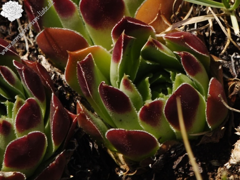 heuffelii from Tepeno, Tafel