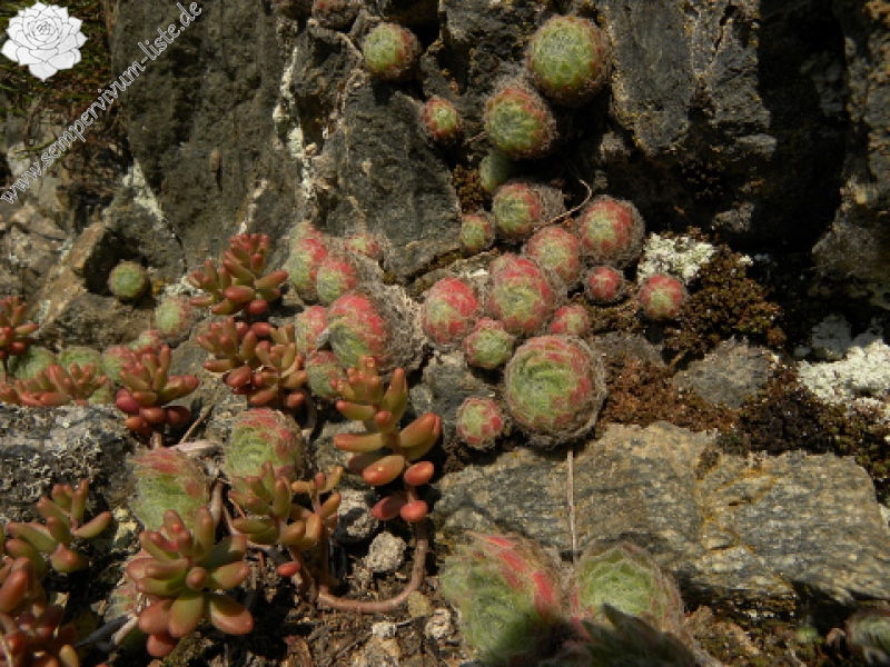 ciliosum ssp. ciliosum (borisii) from Kokalyane