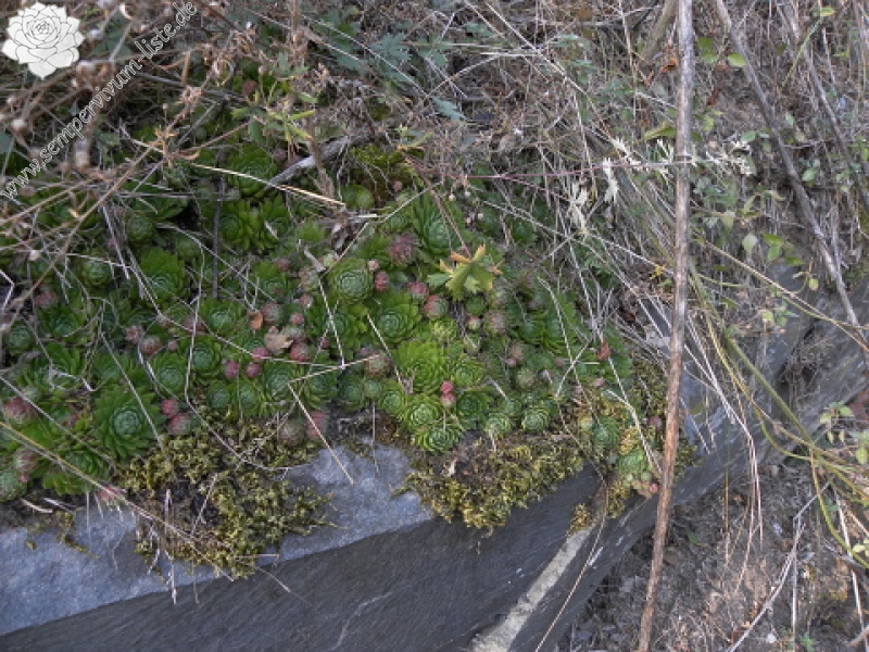 globiferum ssp. globiferum from Libštejn