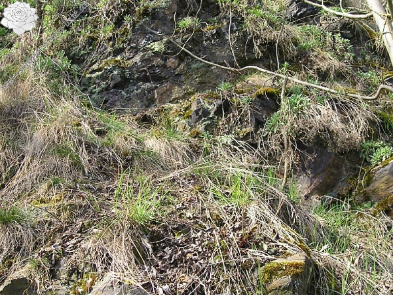 globiferum ssp. globiferum from Chrást u Plzně