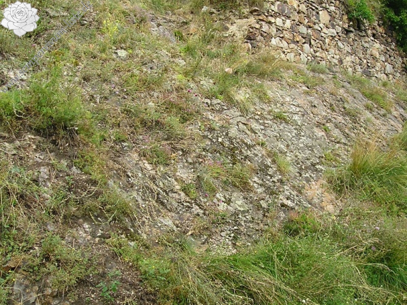 globiferum ssp. globiferum from Burg Žebrák, Točník