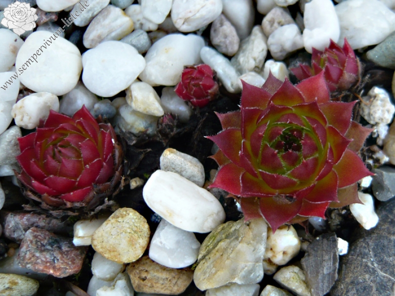 marmoreum ssp. ballsii