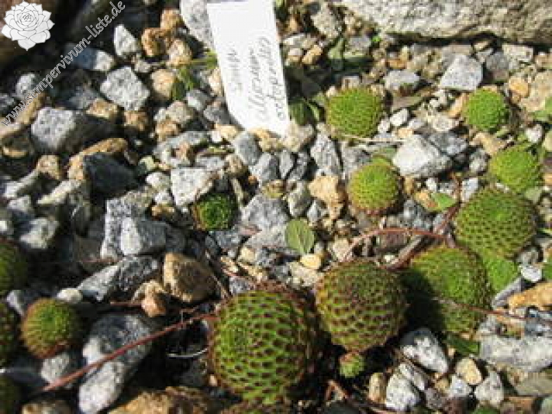 ciliosum ssp. octopodes
