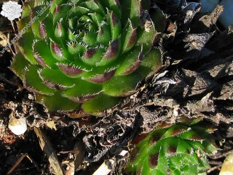 globiferum ssp. hirtum x S. heuffelii Nr. 3