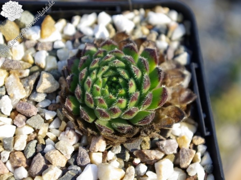 leucanthum from Pastra