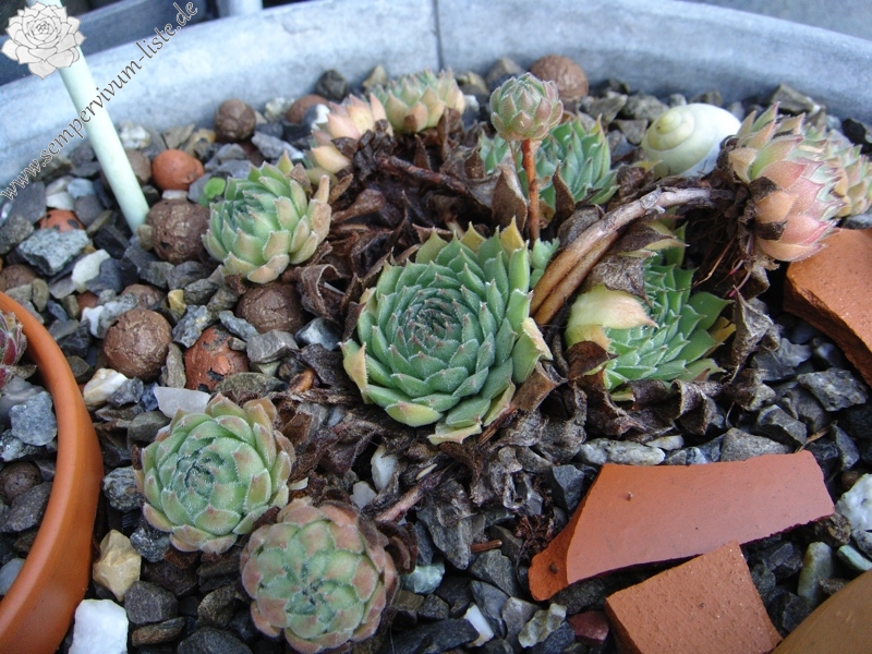 marmoreum (stoloniferum)