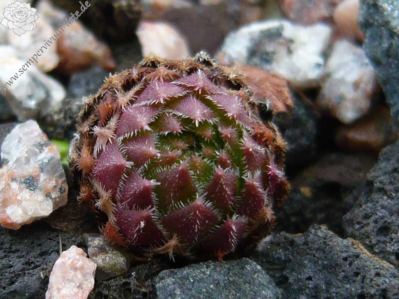 pumilum from "Okol"