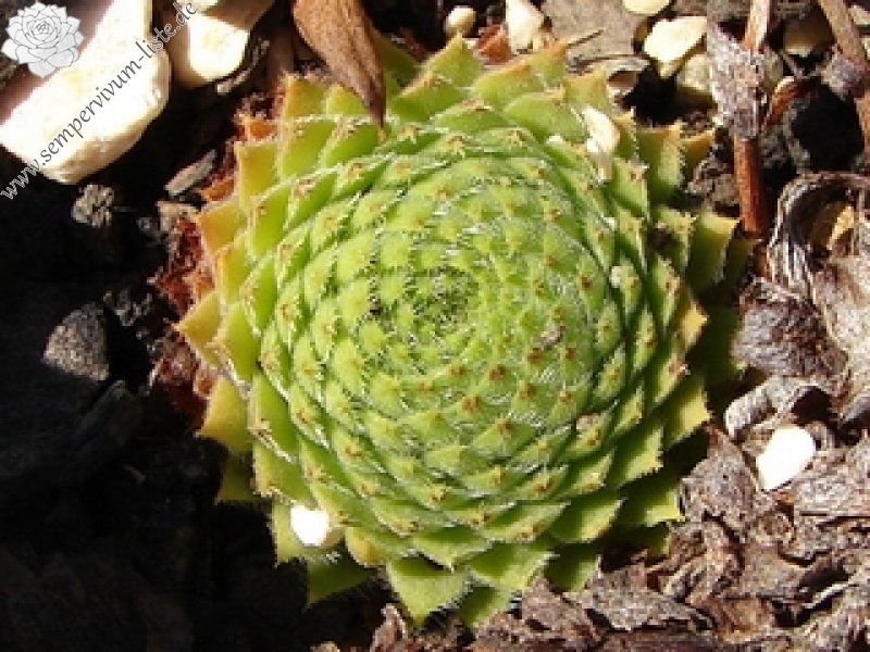 ciliosum ssp. octopodes (apetalum)
