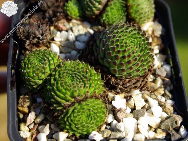 ciliosum ssp. octopodes