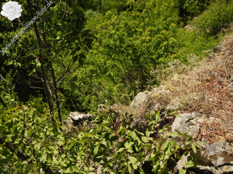 leucanthum from Pastra 710m