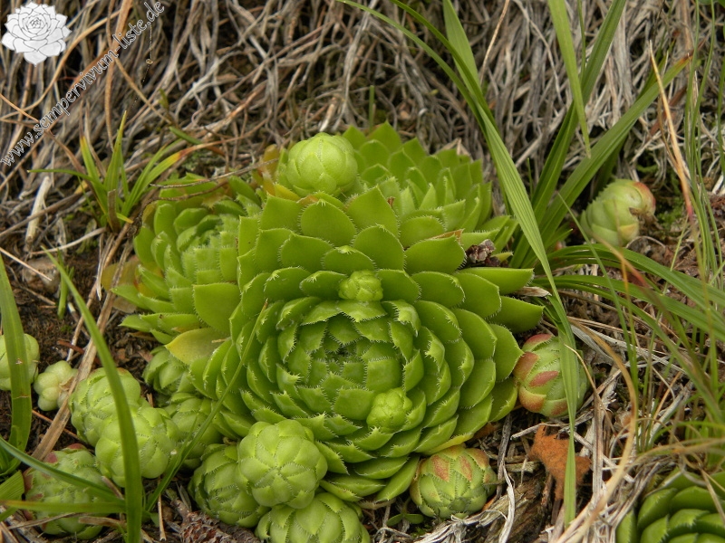 globiferum ssp. globiferum from Bečov nad Teplou, Zlatý vrch