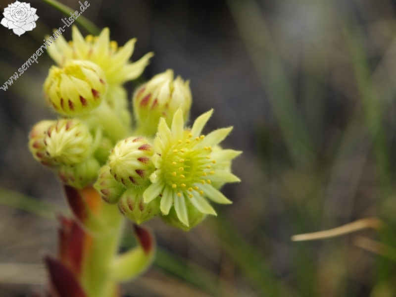ciliosum from Lako Signoj, W Abhang
