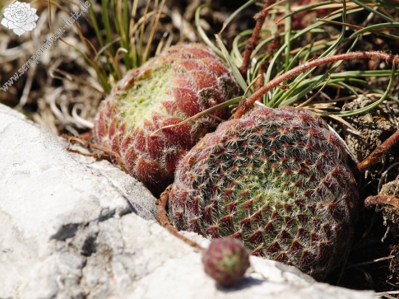 ciliosum ssp. ciliosum (galicicum) from Tepeno, Tafel