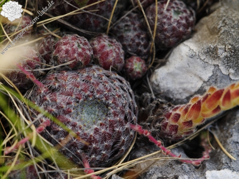 ciliosum from Lako Signoj, W Abhang