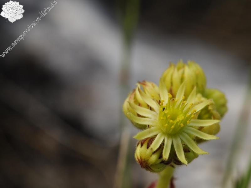 ciliosum from Lako Signoj, W Abhang
