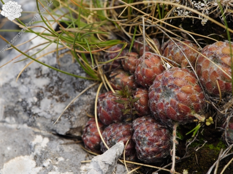 ciliosum from Lako Signoj, W Abhang