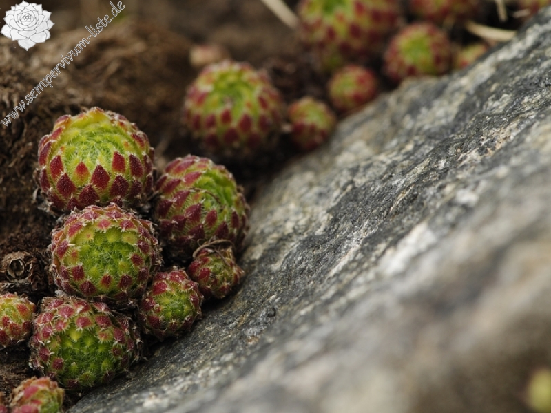 ciliosum ssp. octopodes from Pelister (Gipfel)