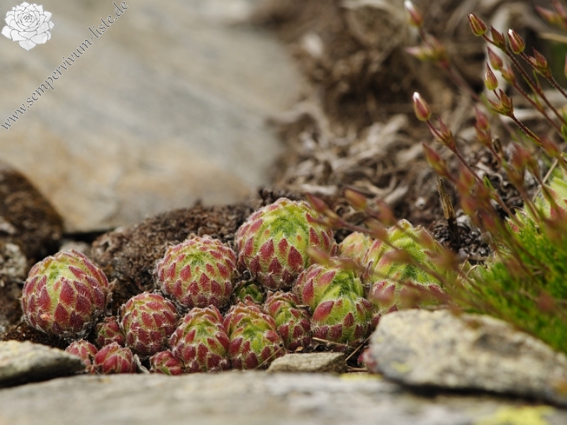 ciliosum ssp. octopodes from Pelister (Gipfel)