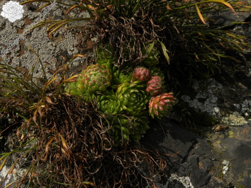 globiferum ssp. globiferum from Kamenec (Süd 1)