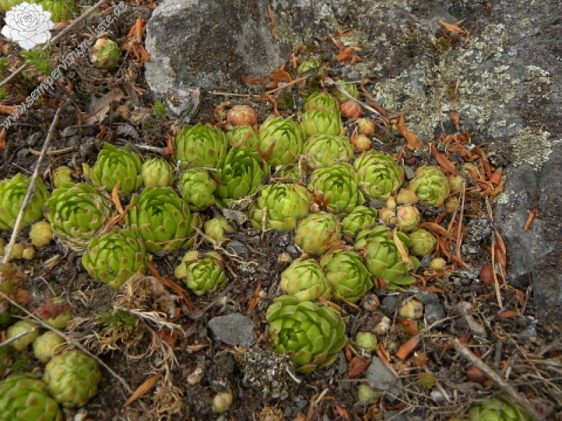 globiferum ssp. globiferum from Kozinec