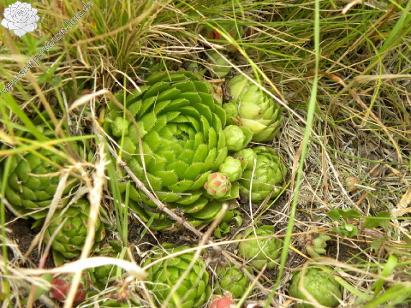 globiferum ssp. globiferum from Křížky