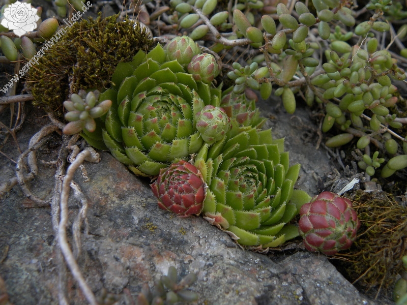 globiferum ssp. globiferum from Blansko, Zusammenfluss