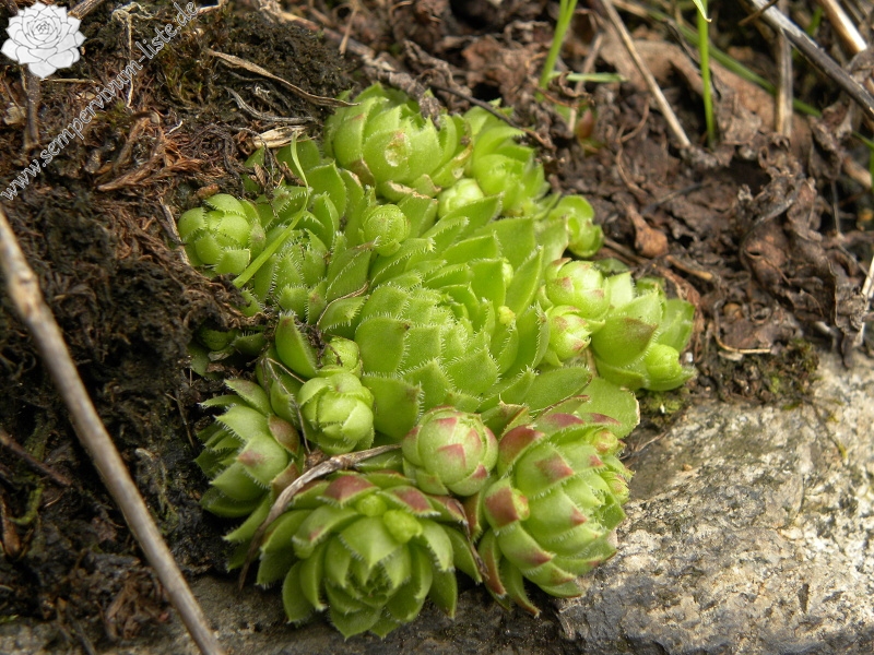 globiferum ssp. globiferum from Bečov nad Teplou, Eisenbahn