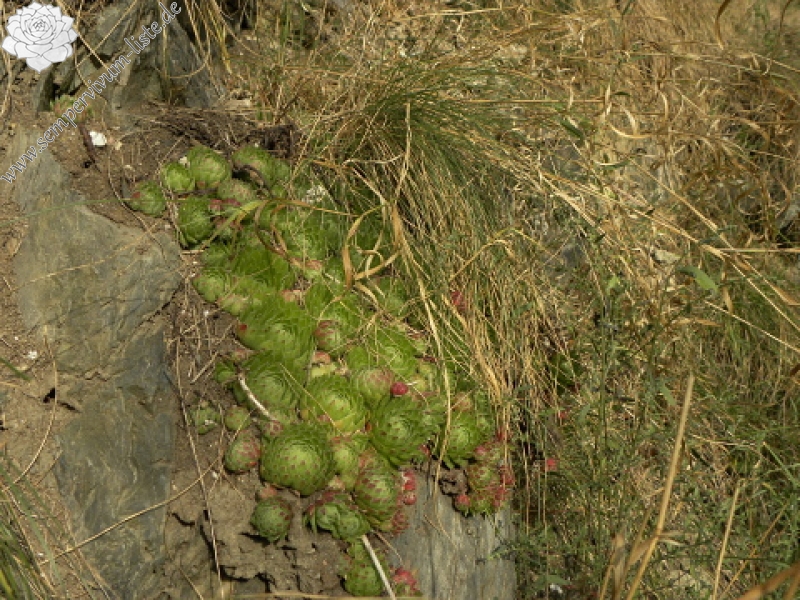 globiferum ssp. globiferum from Piplův mlýn