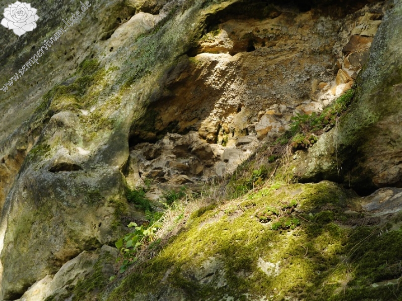 globiferum ssp. globiferum from Boseň, Burg Valečov