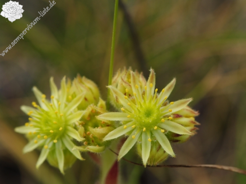 ciliosum from Lipova Livada, ü. d. Straße