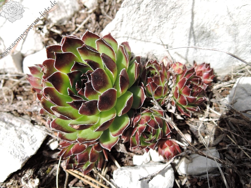 marmoreum from Mt. Svilaja
