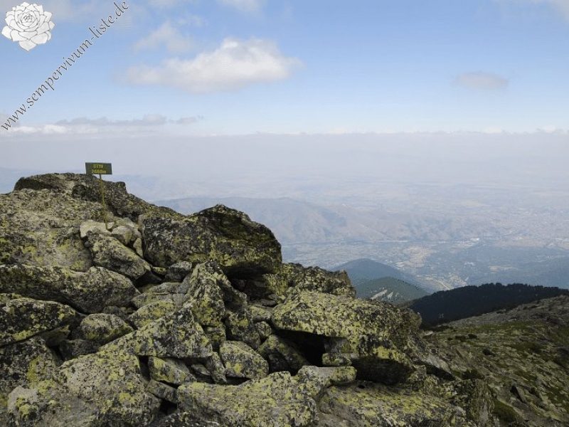 heuffelii from Stiv, Gipfel