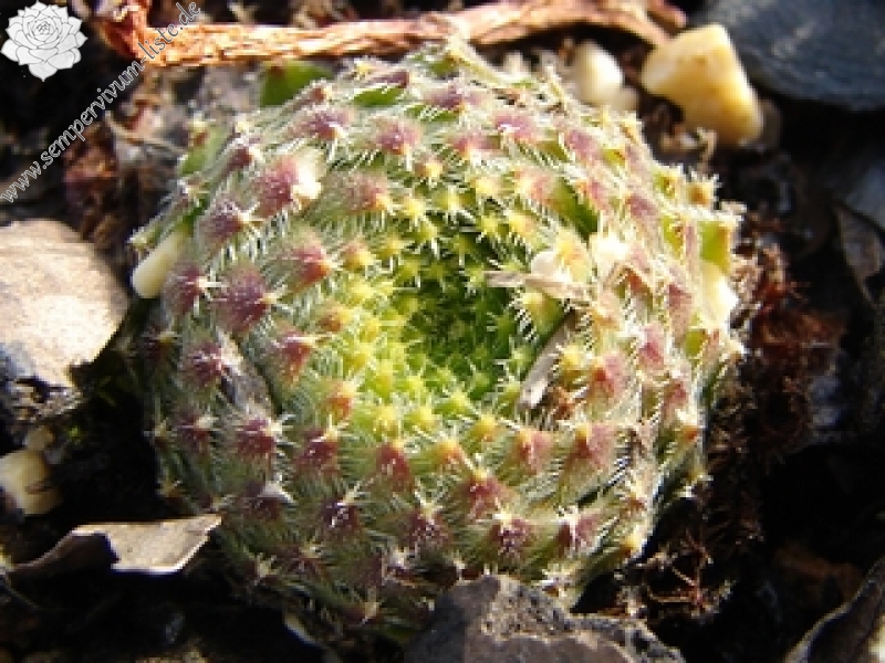 ciliosum ssp. octopodes (apetalum)