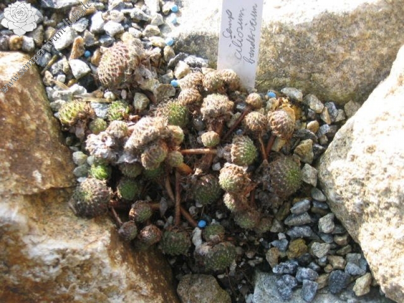 ciliosum (bandericum)