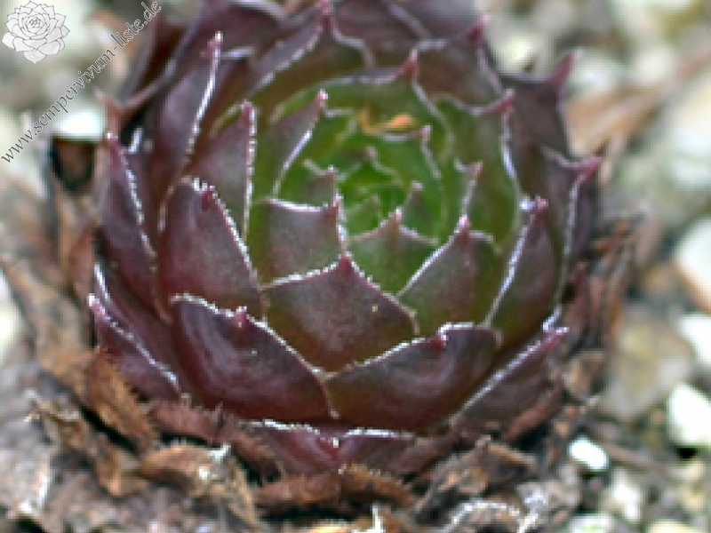 fauconnetii (villosum)