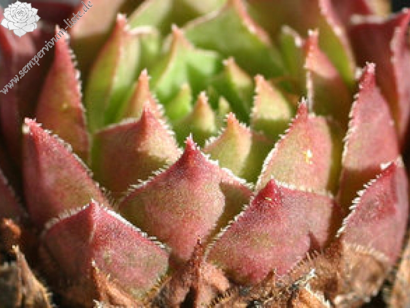 fauconnetii (villosum)