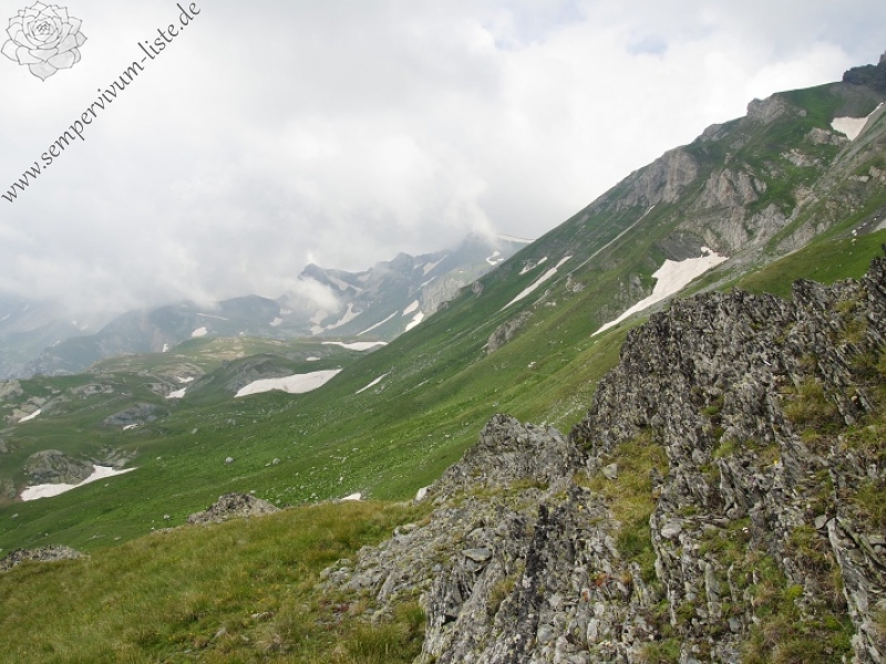 heuffelii from Kobilino pole, O