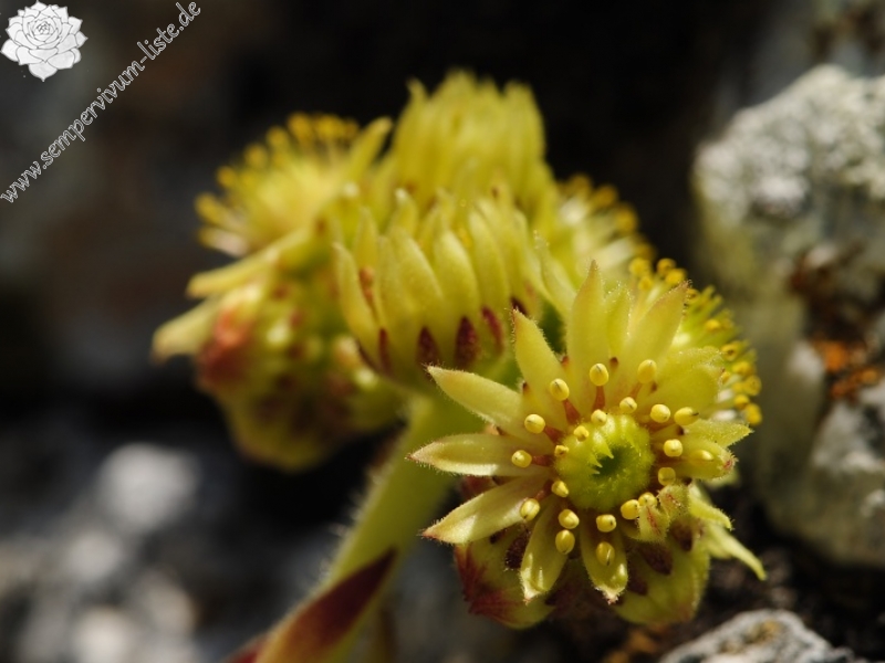 ciliosum x S. marmoreum from Lipova Livada (ü. d. Straße) 2