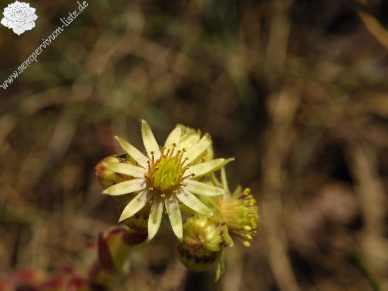 ciliosum x S. marmoreum from Lipova Livada (ü. d. Straße) 2