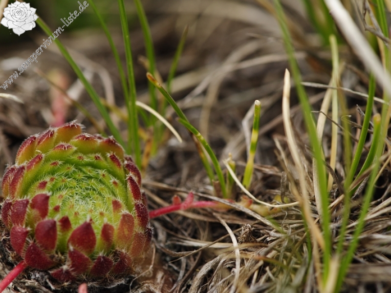 ciliosum ssp. octopodes from Pelister (Gipfel)