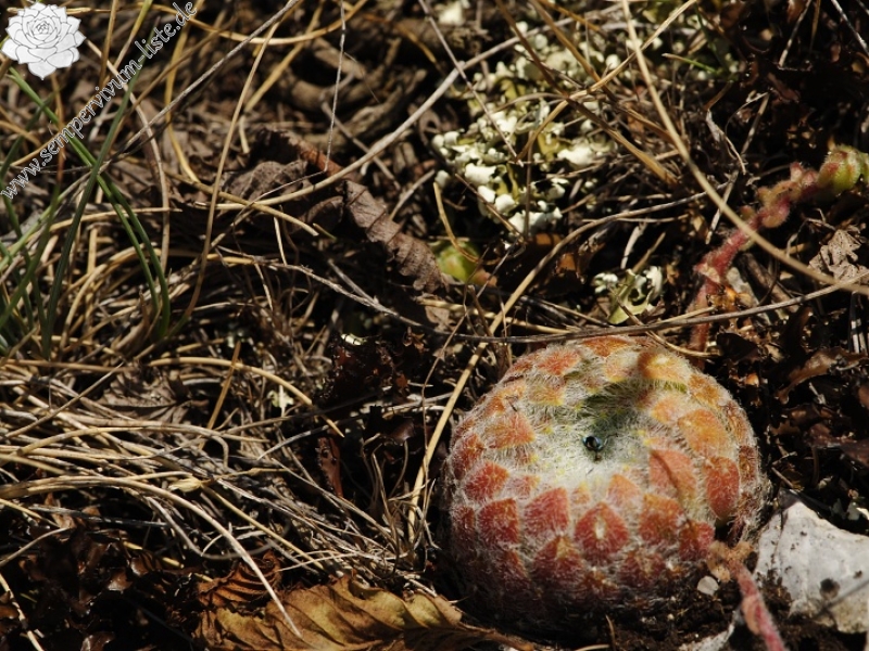 ciliosum x S. marmoreum from Lipova Livada (ü. d. Straße) 2