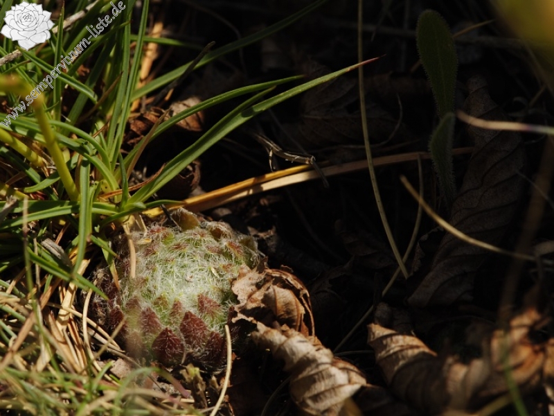 ciliosum x S. marmoreum from Lipova Livada (ü. d. Straße) 2